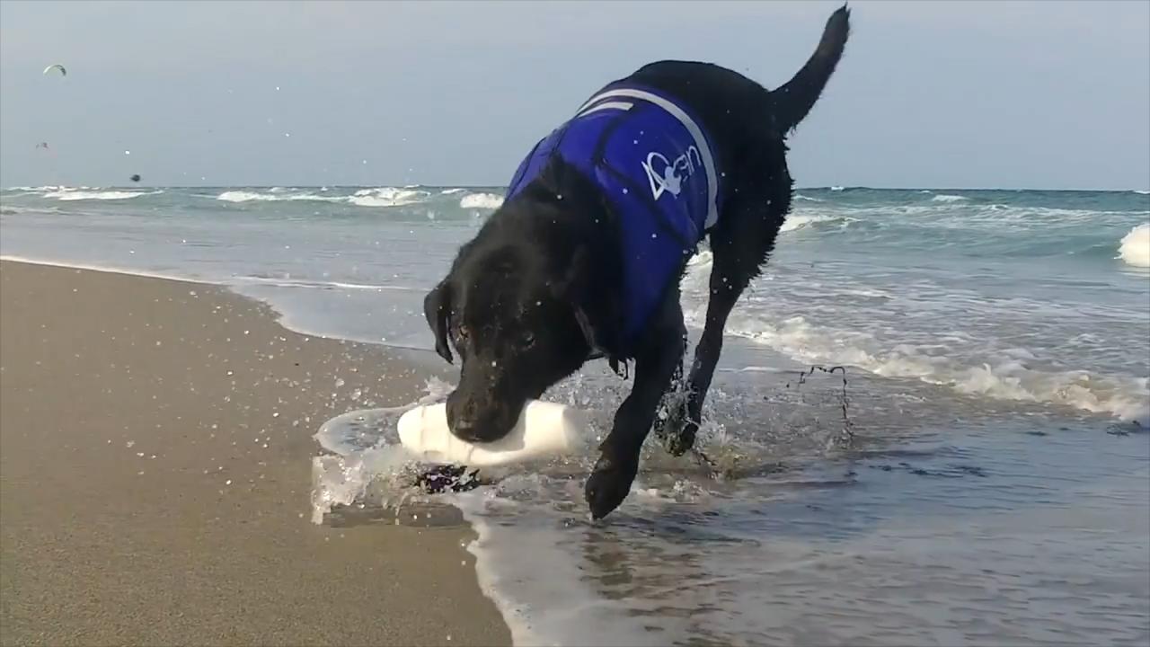Lila, perra que limpia océanos